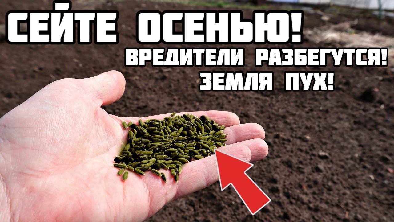 Засейте этим сидератом весь огород осенью! Звучит невероятно но почти все вредители исчезли!