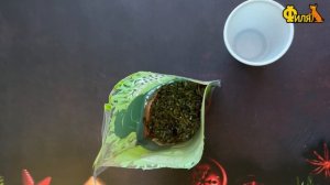 Выращиваем траву для кошек ДОМА легко и быстро!
