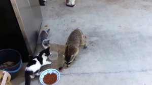 Raccoon steals food from cats / Енот ворует еду у кошек