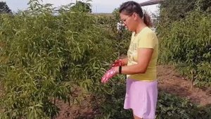 ЛЕТНЯЯ ОБРЕЗКА МОЛОДОГО САДА