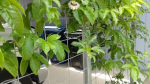 Ещё одна наша маракуйя (passiflora edulis) сорта Frederick зацвела.