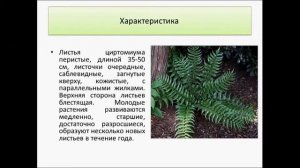 Циртомиум   неприхотливый папоротник