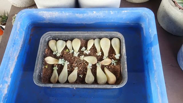 || WATERING MY LEAF PROPAGATION || смотреть онлайн