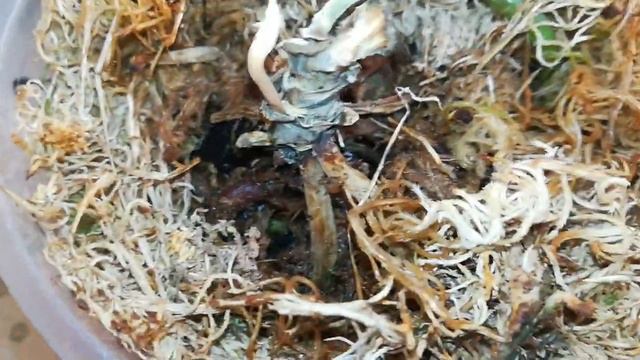 ЦЫПЛЯТ ПО ОСЕНИ СЧИТАЮТ😔🙈.... И УДИВИТЕЛЬНОЕ РЯДОМ ❣️❤️😍😇👍 смотреть онлайн