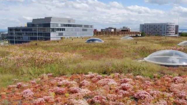 Озеленение кровель. Сады на крышах. Германия смотреть онлайн