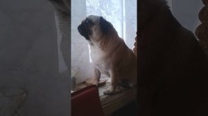 Мопс ругается