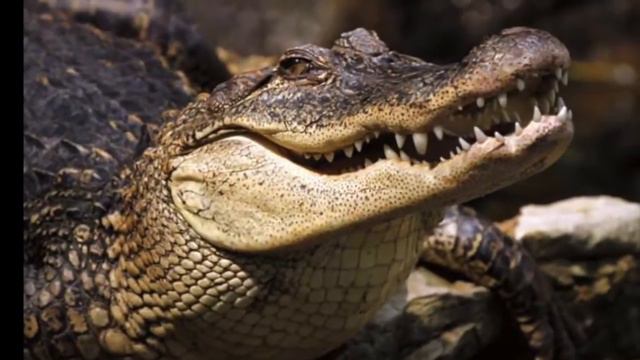 Потрясающих 10 фактов о животных для детей! смотреть онлайн