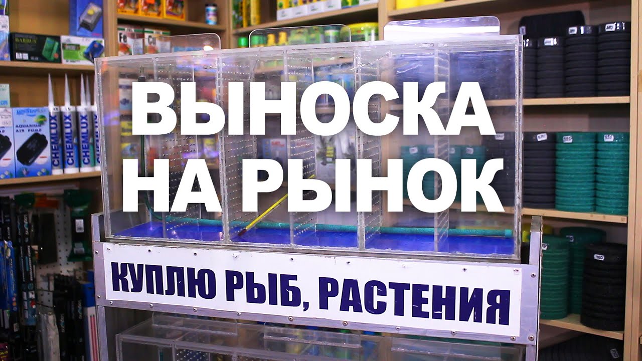Как сделать выноски – аквариумы для торговли на рынке
