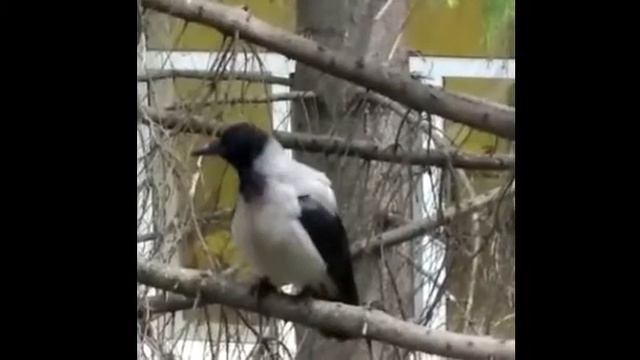 Говорящая ворона смотреть онлайн