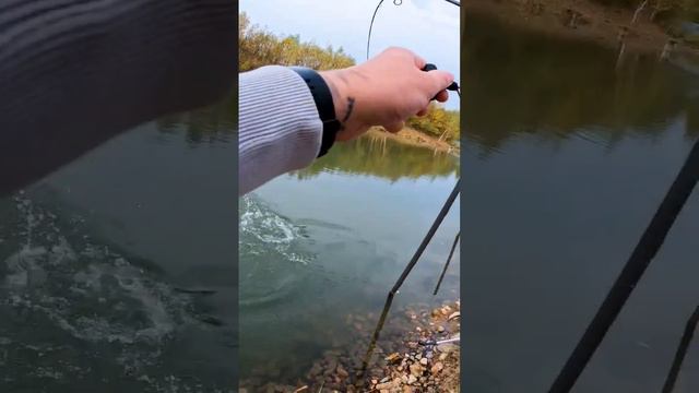 Крупная форель на спиннинг #форель #спиннинг #рыбалка смотреть онлайн