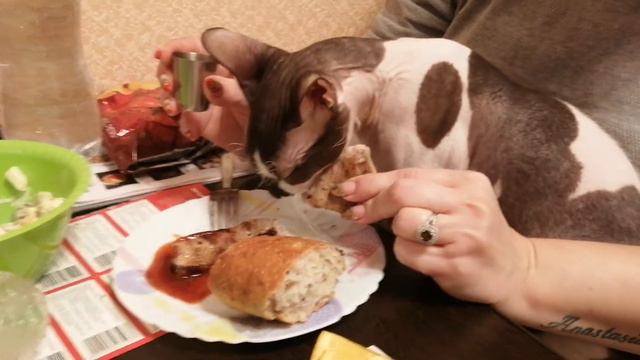 Голодный кот смотреть онлайн