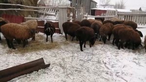 самое выгодное животное для разведения в деревне.