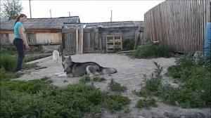 ДРЕССИРОВКА МАЛАМУТА  2