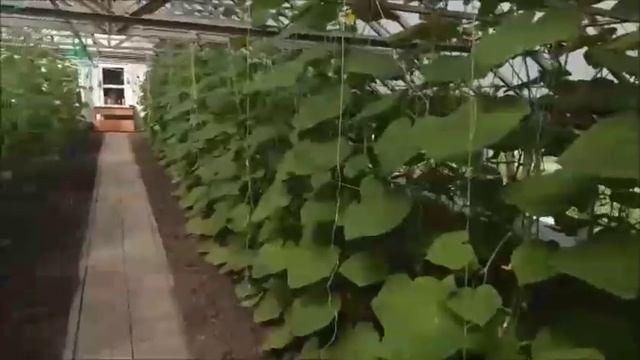 Выращивание огурцов в защищённом грунте