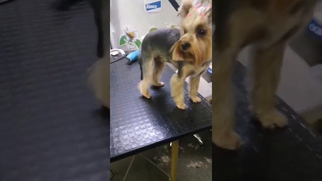 Стрижка собаки #shorts #стрижка#собака#грумер #животные#dog