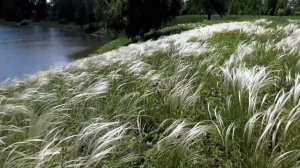 Ковыль Сибири.Простая сибирская красота.Новосибирская область, Западная Сибирь