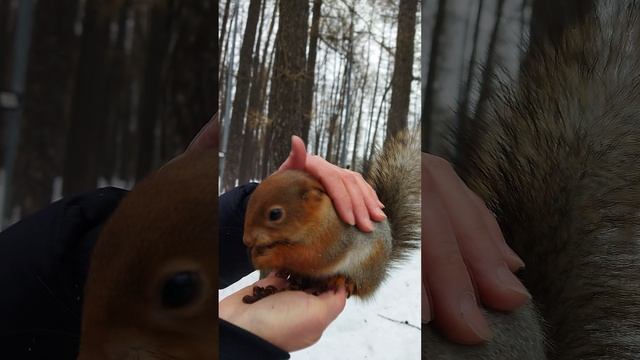 ЗНАКОМЬТЕСЬ, РЫЖУЛЯ! САМАЯ ДОБРАЯ БЕЛОЧКА В РУССКОМ ЛЕСУ