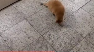 Песенка Про Котов
