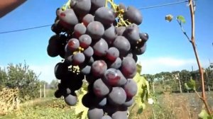 Виноград Низина 2016г