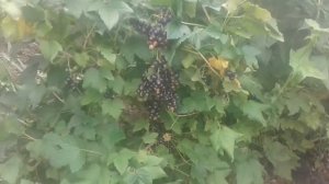 Смородина черный бумер