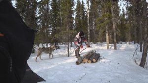НЕОБЫЧНАЯ НАХОДКА В ТАЙГЕ! ГОТОВЛЮ МЕДВЕДЯ! ЖИВУ В ПАЛАТКЕ УЖЕ БОЛЬШЕ 15 ДНЕЙ