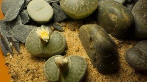 Lithops 2