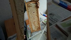 качаем майский мед 10.06.2021