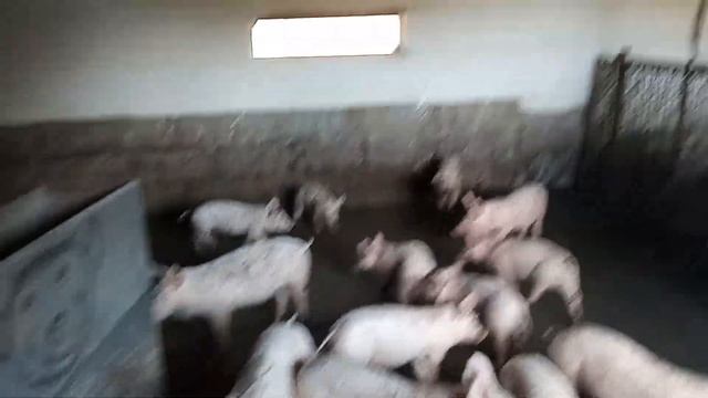 Наш лучший результат 31,5 кг в 2м.10 дней. Откорм свиней. Свиноводство. смотреть онлайн