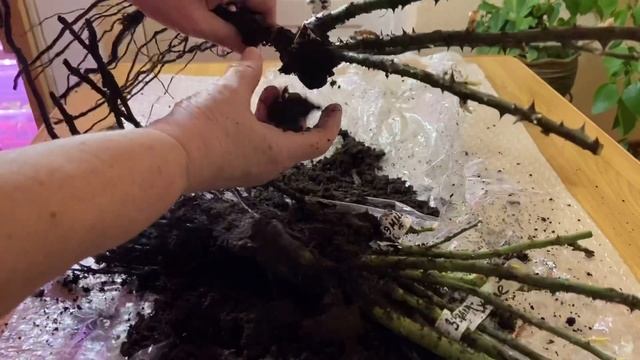 Розы из питомника Maryroses смотреть онлайн