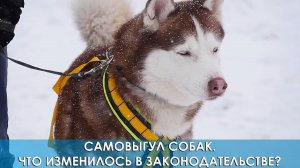 Самовыгул собак. Что изменилось в законодательстве?