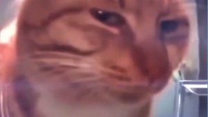 Сигма кот мем