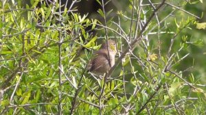 House wren alarm call. Resaca de la Palma State Park