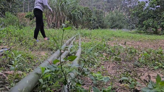 17 year old single mother:Picking banana flowers-Help people in accidents-build a bathroom смотреть онлайн