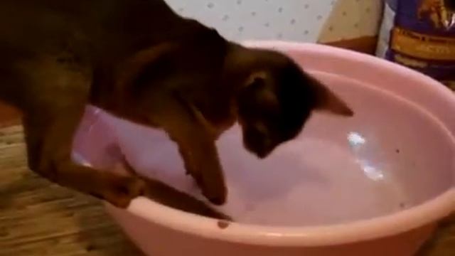 Абиссинская кошка ловит рыбу (DoZoo.ru) смотреть онлайн