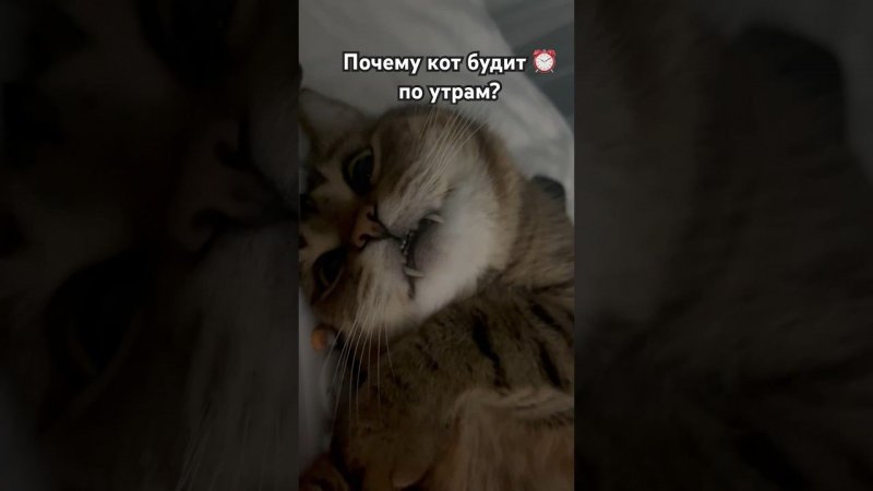 Секреты доброго утра от кота#cat#кот#viral #fannyvideo