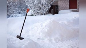 Живая ёлка в горшке. Как сохранить и ухаживать за ёлочкой в квартире.