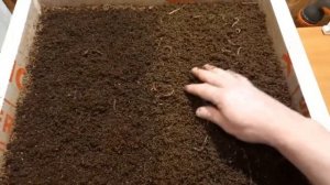 Промежуточный обзор, червей в навозе.