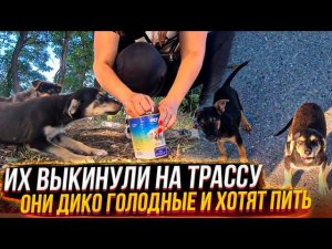 Выкинули щенят на голодную смерть на трассу РАЗНЫЕ люди. Леди Стерилизуем, кровотечение