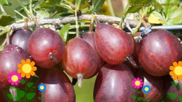 Крыжовник обыкновенный Серенада. Краткий обзор, описание характеристик ribes uva crispa Serenada