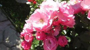 Мой Розовый Сад 2021г!!! Цветение роз в саду. Конец июня.