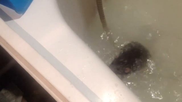 Крыс плавает в воде смотреть онлайн