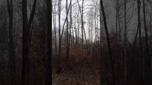 лес, армия, приколы (дерево упало на голову?)