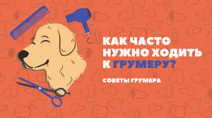 Как часто нужно ходить к грумеру? Каких собак нужно водить в салон чаще?