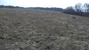 Натаска спаниеля по куропатке и челнок "Русский охотничий спаниель" "РЕЙ"