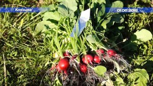 Применение Вигор Форте на редисе сорт Диего F1