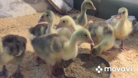 Холмогорские гуси Гуси Холмогоры