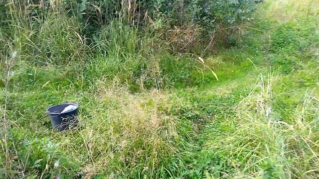 ЖАРЕНАЯ КУКУРУЗА/ ПОЕЗДКА В ЛЕС/ ДОМ В ДЕРЕВНЕ. смотреть онлайн