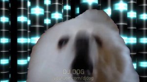 Bork Spin Me Round 강아지 리믹스 (Gabe the Dog Cover)