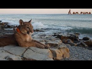 Пума Месси отдыхает на море. Cougar Messi resting on the sea