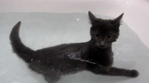 Swimming cat (Водоплавающий кот)